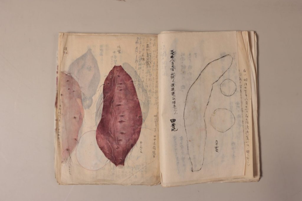 搨写図（「田中芳男の搨写したもの等　（一）甘藷」）