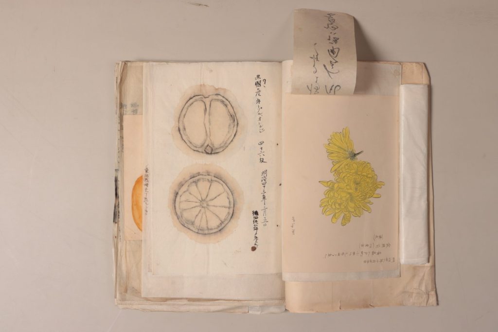 搨写図（「田中芳男の搨写したもの等　（二）柑橘・菜類・胡瓜等」）