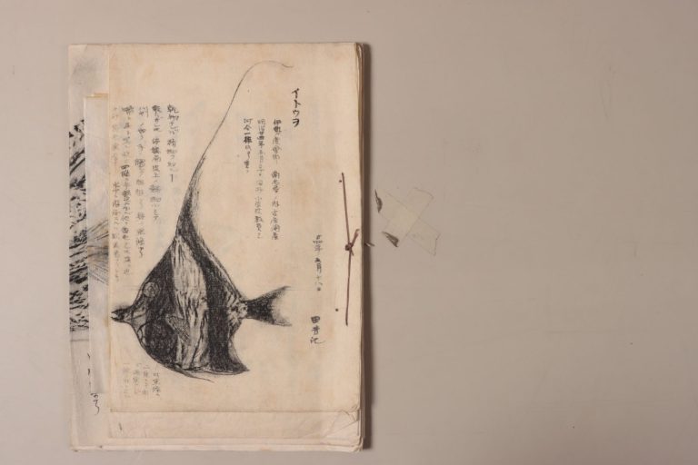 搨写図（「田中芳男の搨写したもの等　（三）魚類及び海藻等」）