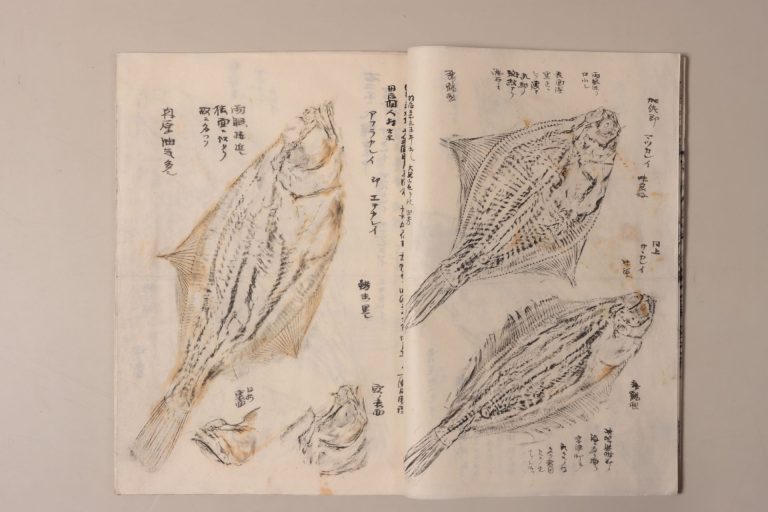 搨写図（「田中芳男の搨写したもの等　（三）魚類及び海藻等」）