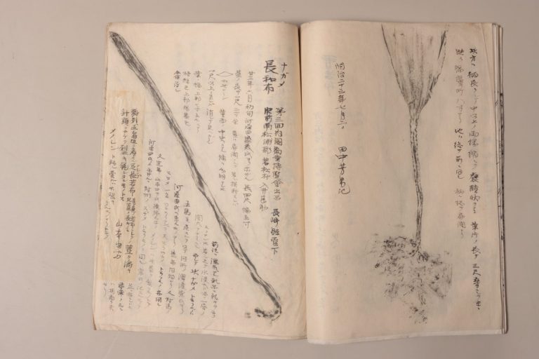 搨写図（「田中芳男の搨写したもの等　（三）魚類及び海藻等」）