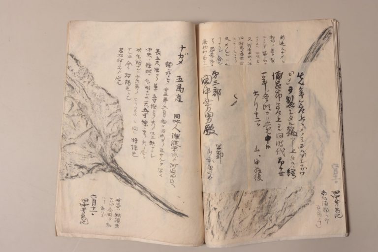 搨写図（「田中芳男の搨写したもの等　（三）魚類及び海藻等」）