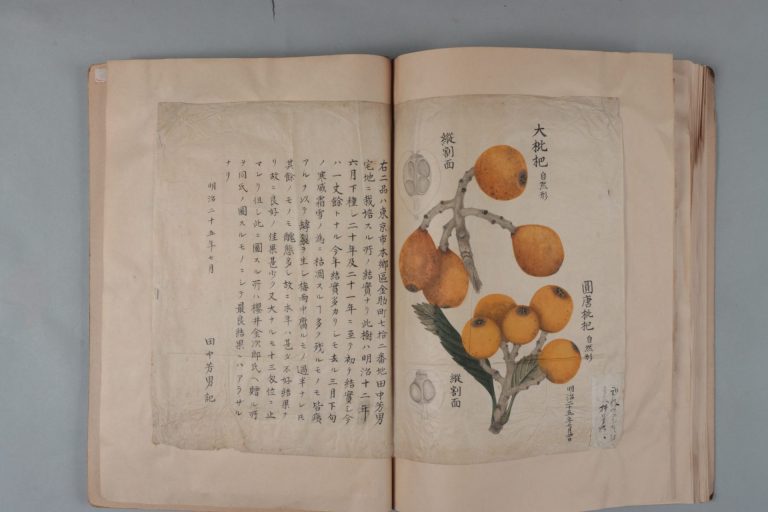 （スクラップブック　※枇杷関連資料）