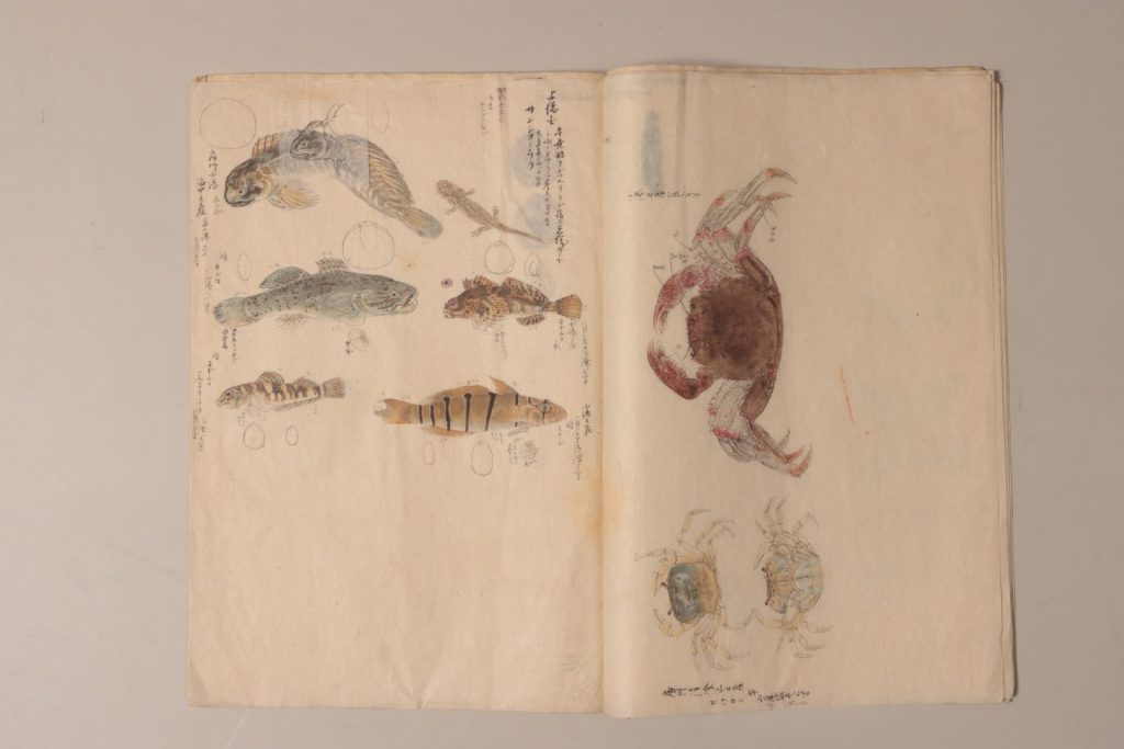 「採集之●●処之魚類ノ図草稿」