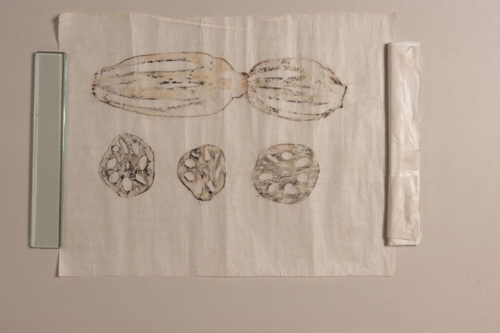 搨写図（レンコン）