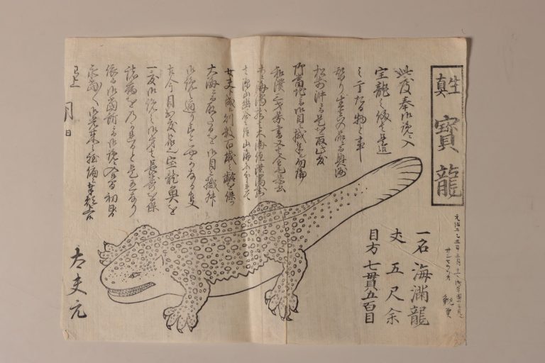 オオサンショウウオ図（生真寶龍）