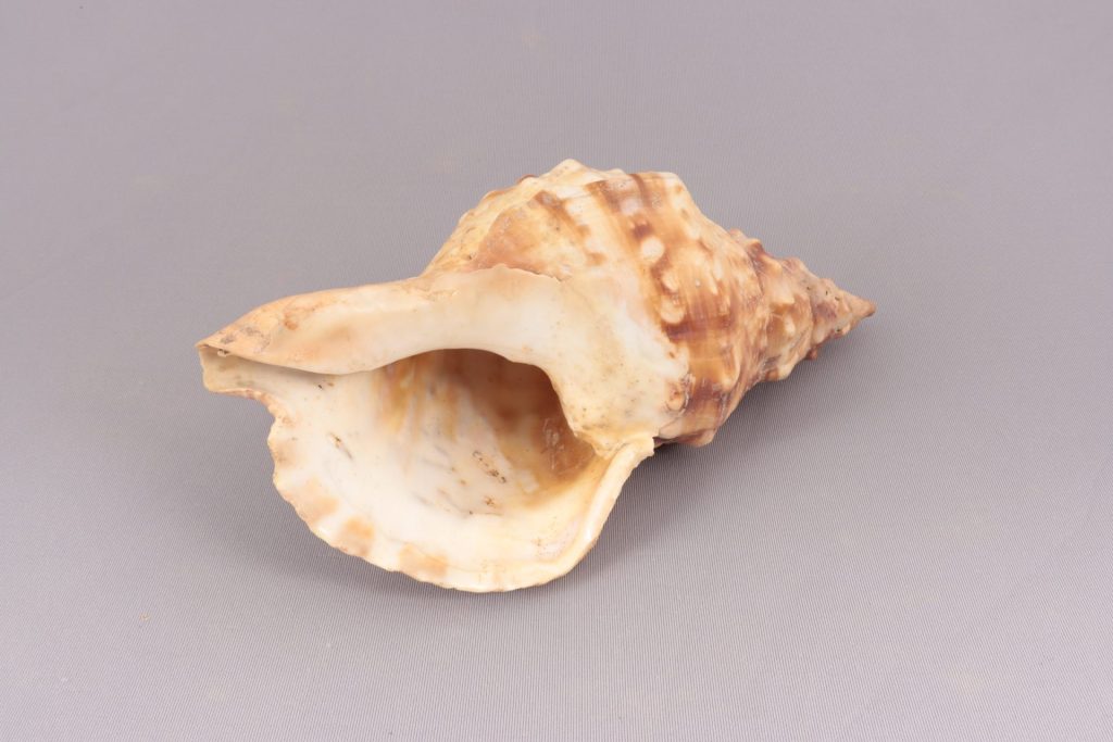 巻貝（ホラガイの一種か）