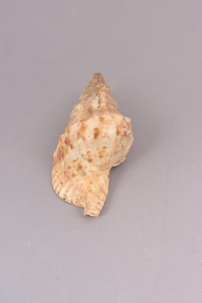 巻貝（ホラガイの一種か）