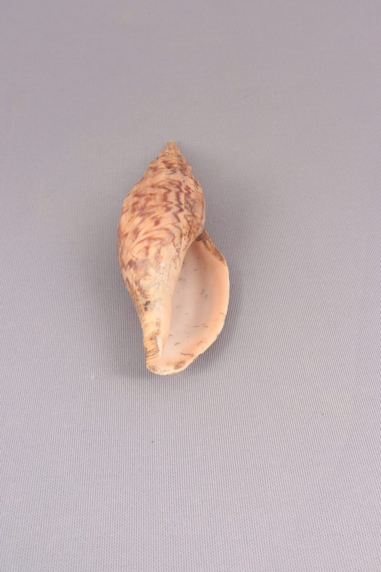 巻貝（バイガイまたはイソニナの一種か）