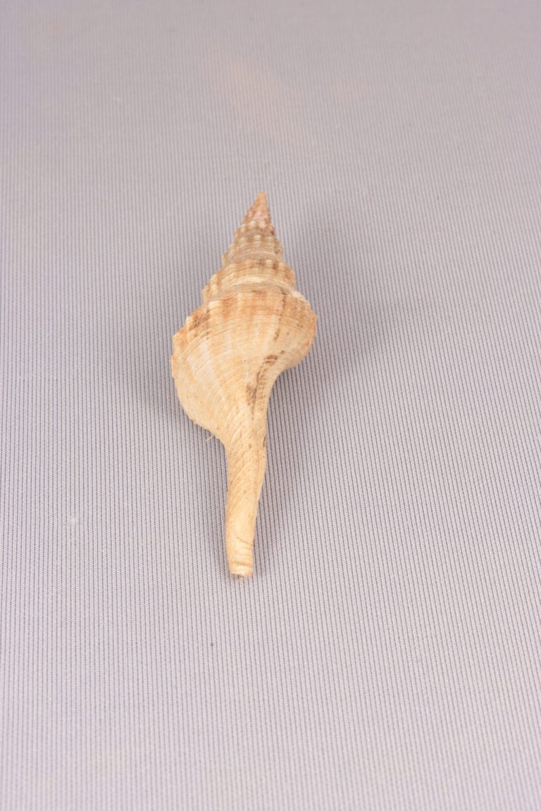 巻貝（ナガニシの一種か）